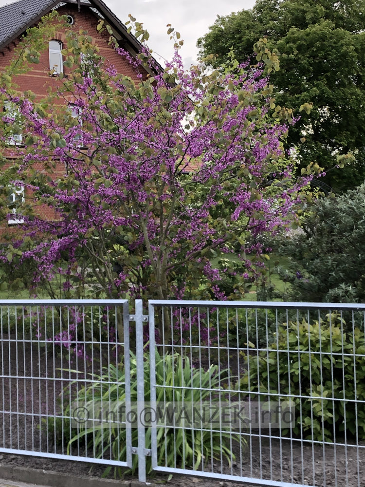 Cercis chinensis Avondale 02.JPG